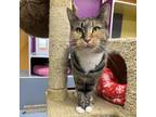 Adopt Cinder a Tortoiseshell Domestic Shorthair / Mixed cat in Lindenwold