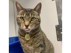 Adopt Collette a Brown or Chocolate Domestic Shorthair / Domestic Shorthair /