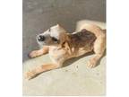 Adopt Benson a Australian Cattle Dog / Blue Heeler, Mixed Breed
