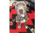 Adopt Chippy a Pit Bull Terrier, Mixed Breed