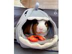 Adopt Maui a Guinea Pig