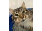 Adopt Furrnando a Domestic Long Hair