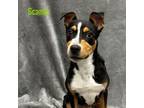 Adopt Scamp a Border Collie, Terrier