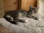 Adopt Diana a Domestic Longhair / Mixed (short coat) cat in Napa, CA (38715696)