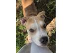 Adopt Nesta a Tan/Yellow/Fawn Mixed Breed (Large) / Mixed dog in Cincinnati