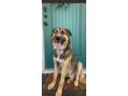 Adopt Jackson a Brown/Chocolate - with Tan Husky / German Shepherd Dog / Mixed