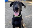 Adopt Milo a Black Mixed Breed (Large) / Mixed dog in Riverside, CA (38760091)