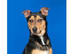 Adopt Rocco a German Shepherd Dog, Labrador Retriever