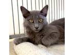Adopt Ivy a Gray or Blue Domestic Longhair / Mixed cat in Santa Barbara