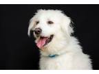 Adopt Avalanche a Great Pyrenees, Mixed Breed