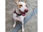 Adopt Sadie Mae - City of Industry Location a White - with Tan