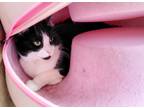 Adopt Socks a Domestic Shorthair / Mixed (short coat) cat in Bloomington