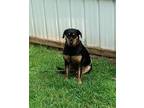 Adopt Lucy a Hound (Unknown Type) / Mixed dog in Meridian, MS (38531932)