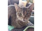 Adopt Sushi a Brown Tabby Domestic Shorthair (short coat) cat in Toronto