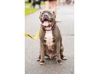 Adopt DUSTY a Gray/Silver/Salt & Pepper - with White American Staffordshire