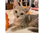 Adopt Amethyst a Gray or Blue Domestic Shorthair / Mixed cat in Los Angeles