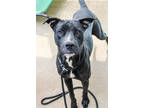 Adopt Tiki a Black Mixed Breed (Medium) / Mixed dog in Chamblee, GA (38547239)