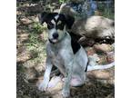 Adopt Peter P a White - with Tan, Yellow or Fawn Rat Terrier / Mixed dog in