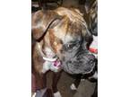 Adopt Lucy a Brindle Boxer / Mixed dog in Independence, MO (38479295)