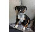 Adopt Benji a Australian Shepherd, Terrier