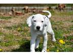 Adopt Baby Freddie 12 lbs a Labrador Retriever, Hound