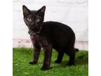 Adopt Bill a All Black Domestic Shorthair / Mixed cat in Middletown
