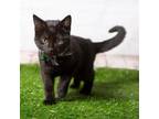 Adopt Bob a All Black Domestic Shorthair / Mixed cat in Middletown