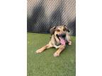 Adopt Kimber a Tan/Yellow/Fawn Shepherd (Unknown Type) / Mixed dog in