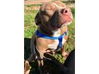 Adopt Victor a Mixed Breed (Medium) / Mixed dog in St. Francisville