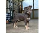 Adopt Garth a Wirehaired Terrier, Mixed Breed