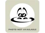 Adopt 53772135 a All Black Domestic Mediumhair / Mixed cat in El Paso
