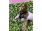 Adopt 53772121 a All Black Domestic Mediumhair / Mixed cat in El Paso