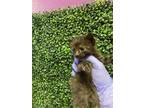 Adopt 53772118 a All Black Domestic Mediumhair / Mixed cat in El Paso