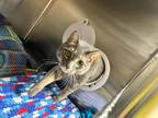 Adopt Sparkles a Gray or Blue Domestic Shorthair / Domestic Shorthair / Mixed