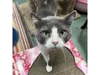 Adopt Smokey a Gray or Blue Domestic Shorthair / Mixed cat in Lindenwold