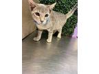 Adopt 53729427 a Gray or Blue Domestic Mediumhair / Mixed cat in El Paso