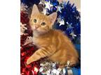 Adopt 6/5 - Sherbet a Domestic Shorthair / Mixed (short coat) cat in Stillwater
