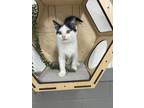 Adopt Mousie a White Domestic Shorthair / Domestic Shorthair / Mixed cat in