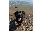 Adopt Conway a Black Labrador Retriever / Mixed dog in Pendleton, OR (38490605)