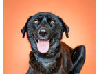 Adopt Happy Hal a Black Labrador Retriever / Husky / Mixed dog in Houston