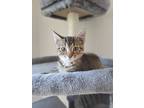 Adopt Electra a Brown or Chocolate Domestic Shorthair / Domestic Shorthair /