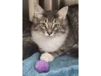 Adopt Gizmo a Gray or Blue Domestic Longhair / Domestic Shorthair / Mixed cat in
