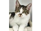 Adopt Maisy a White Domestic Shorthair / Domestic Shorthair / Mixed cat in