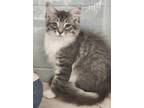 Adopt Gadget a Gray or Blue Domestic Longhair / Domestic Shorthair / Mixed cat