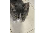 Adopt Lois a Gray or Blue Domestic Shorthair / Domestic Shorthair / Mixed cat in