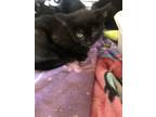 Adopt Orange a All Black Domestic Shorthair / Domestic Shorthair / Mixed cat in