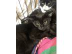 Adopt Purple a All Black Domestic Shorthair / Domestic Shorthair / Mixed cat in