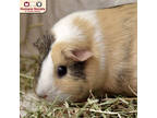 Adopt Margo a Red Guinea Pig / Mixed small animal in Nashua, NH (38694621)
