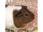 Adopt Mable a Brown or Chocolate Guinea Pig / Mixed small animal in Nashua