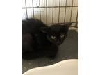 Adopt Green a All Black Domestic Shorthair / Domestic Shorthair / Mixed cat in